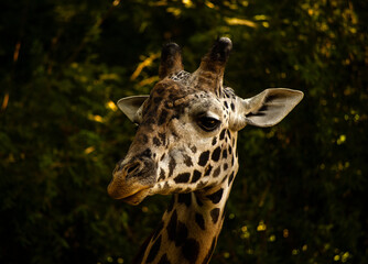 close up of a giraffe