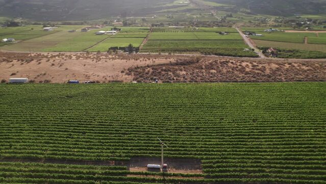 Vineyard with rows of wine grapes growing, Okanagan Valley, aerial drone footage, fields, lush valley, mountains, desert, British Columbia, Canada. 4K 4096x2304 PRORES 422 24FPS.