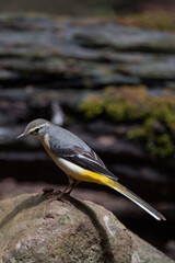 Grey Wagtail Long narrow eyebrows white, head and upper body gray. The black year has stripes from the edge of the feathers at the base of the white wings, white neck, and yellow belly.