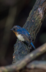 Indochinese Blue Flycatcher The neck is very reddish brown. Distinguished from the orange-yellow neck and chest, which contrasts clearly with the white belly.