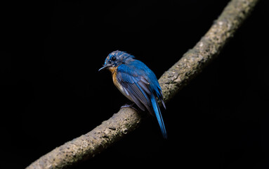 Indochinese Blue Flycatcher The neck is very reddish brown. Distinguished from the orange-yellow neck and chest, which contrasts clearly with the white belly.
