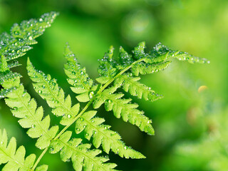 ワラビの葉に雨の雫が輝く