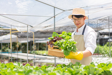 Hydroponic vegetable concept, Young Asian man picking fresh salad into basket in hydroponic farm