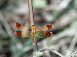 草原で一休みするミヤマアカネ