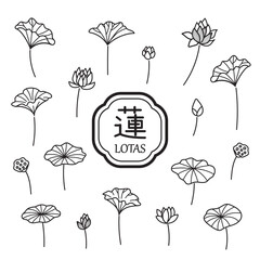 蓮のイラスト9　モノクロ線画　ペン画風