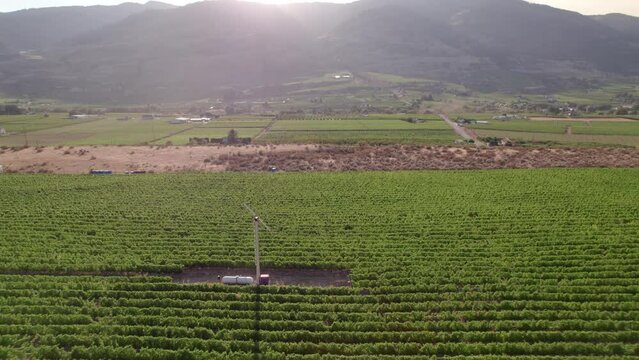Vineyard with rows of wine grapes growing, Okanagan Valley, aerial drone footage, fields, lush valley, mountains, desert, British Columbia, Canada. 4K 4096x2304 PRORES 422 24FPS.