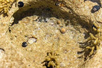 Sea Shells
