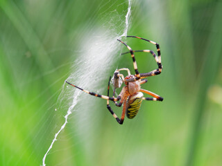 獲物を食べるナガコガネグモ