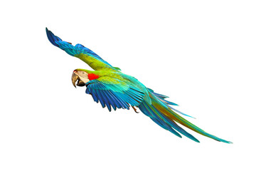 Colorful Harlequin macaw flying isolated on white background.