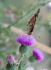 The Painted Lady (Vanessa cardui) sitting on the Thistle flower in the summer. Close up. Macro.