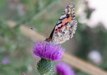 The Painted Lady (Vanessa cardui) sitting on the Thistle flower in the summer. Close up. Macro.