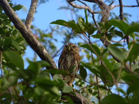 Glaucidium Brasilianum