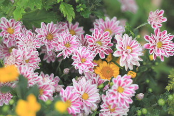 菊の花の接写