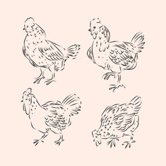 Fototapeta na wymiar Set of hen,rooster, chicken, poultry farm animal icon character vector illustration.