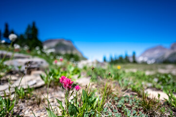 Obraz premium Indian paintbrush flowers along a mountain trail in Glacier National Park, Montana. 