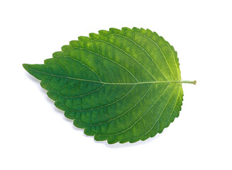 korean sesame leaves on white background