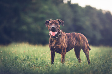 Portrait of a mastiff dog in nature - Powered by Adobe