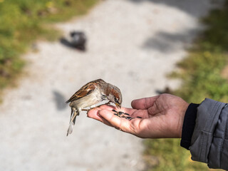 A woman feeds birds from the palm of her hand.