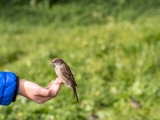 The boy feeds the birds with seeds from his hand. Sparrow eats seeds from the boy's hand