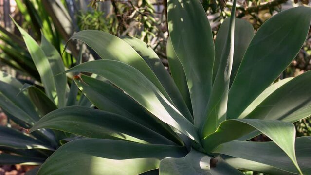 Close up of evergreen agava plant growing in the botanical garden. Exotic dessert plant.