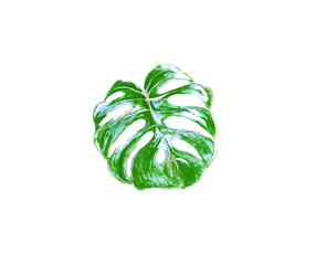 Watercolor illustration green monstera leaf, isolated for your design