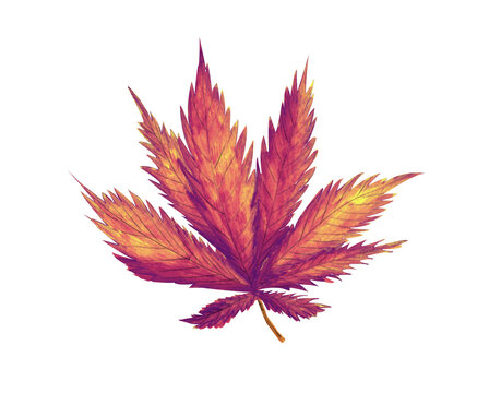 Watercolor autumn cannabis leaf, red foliage isolated for your design