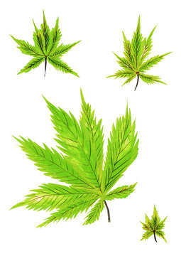 Watercolor set green cannabis leaf isolated for your design