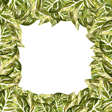 Watercolor frame template, vintage fall foliage, wild leaf on white background for your design, hand drawn illustration