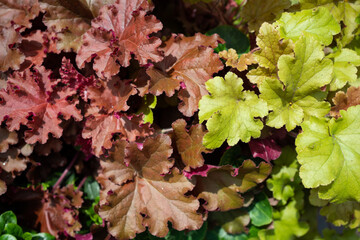 Bushy leaf of Begonia rex red and lime . Begonia foliage background