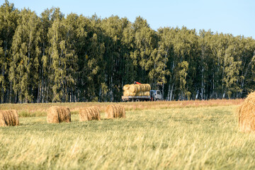 Haystacks on the field and hay harvesting equipment, truck. Harvest concept. Rural scenery