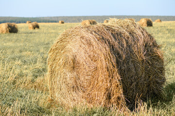 Haystacks on the field close-up. Harvest concept. Rural scenery