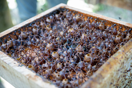box for stingless bee cultivation galo-galo. Type Heterotrigona itama