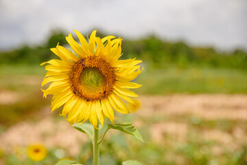 Obraz premium Close-up of portrait of a sunflower in the field