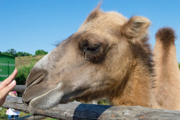 close-up - stretching hand near the head of a camel in the zoo