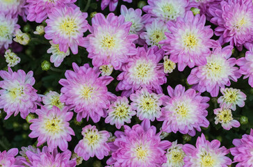 Obraz premium Purple color chrysanthemum. Chrysanthemum morifolium. Chrysanthemum flower in the garden