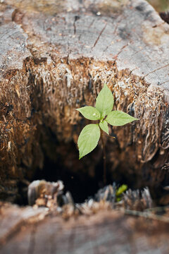 The stump from which a new sprout grows. The concept of life after a shock. Vertical photo.