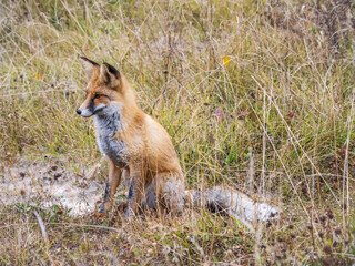 Close up of a red fox Vulpes vulpes, sitting on a path in the forest.
