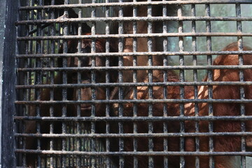 monkey in a captivity cage.