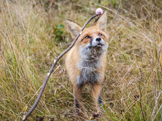 Close up of the muzzle of the red fox Vulpes vulpes in the autumn forest.