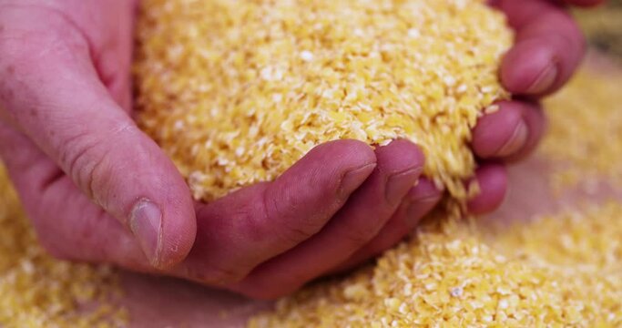 Crushed corn kernels for making corn flakes, small corn flakes for making porridge