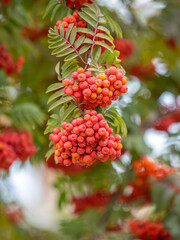 Autumn bright red rowan berries with leaves