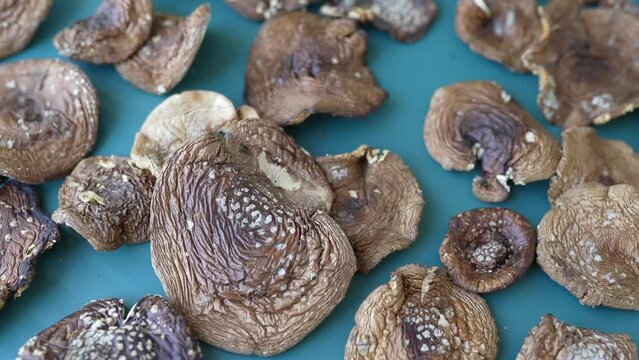 dried panther fly agaric. fly agaric microdosing