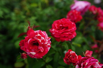 bush rose in the garden. beautiful red rose bloom