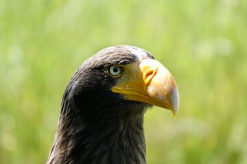 Haliaeetus pelagicus, side close-up portrait of Steller's sea eagle head with nice yellow beak. High quality photo