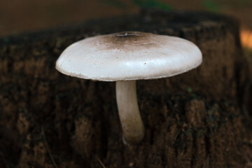 Mushrooms growing in the forest
