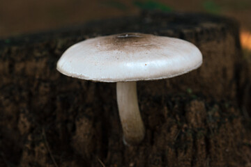 Mushrooms growing in the forest