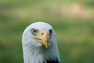 A closeup of a head of Southern Bald Eagle bird looking into camera on a blurry green background. High quality photo