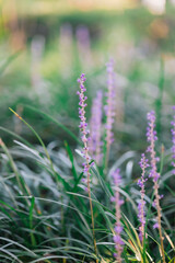 Beautiful Liriope platyphylla
