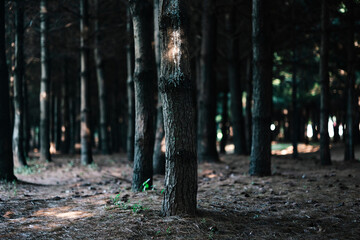 forest landscape full of trees