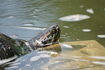 Head of beautiful painted turtle peeking above the surface of the lake while resting in the water. High quality photo